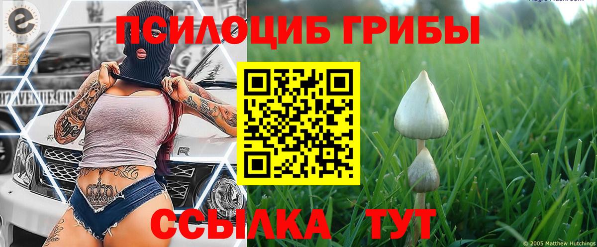 Псилоцибиновые грибы Cubensis Жуковский